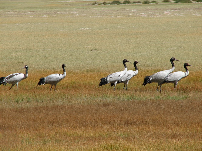 Wild cranes. Western Tibet.